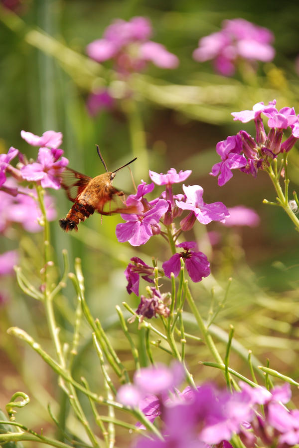 Hummer -Hummingbird Moth-