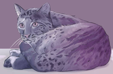 Bobcat in Purple