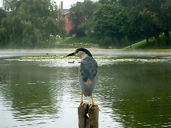 Stork Heron Bird Dealie