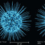Crossview Heliosphaera Radiolaria Polycystina