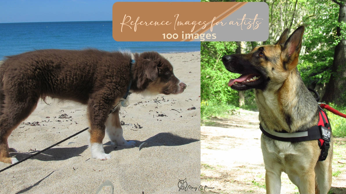 Reference images for artists - DOG - Set1 by MoRRiGanP50 on DeviantArt