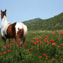 Paint Horse in Flower Field