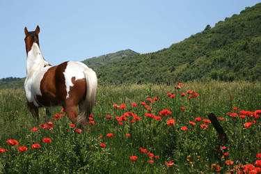 Paint Horse in Flower Field