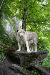 Tiger in Forest