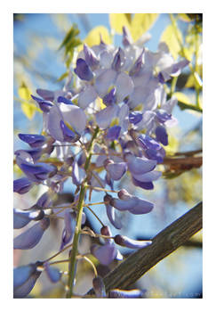 wisteria