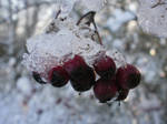 frozen berries by Miscellaneous-L