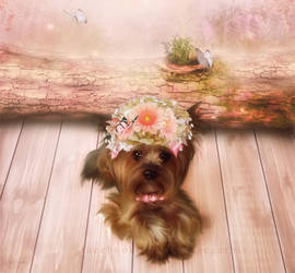 Cierra - My Yorkie