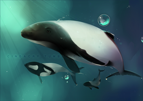 Commerson Dolphin