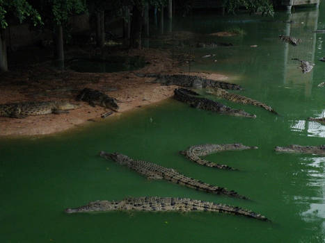 the crocodile park.