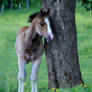 Foal.