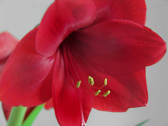 Red Flower 2