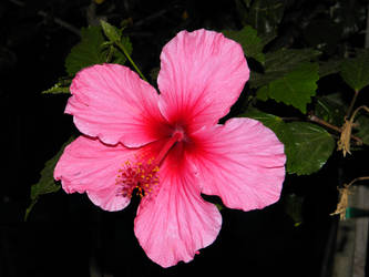 Flower3 Pink