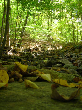 Fall Hike 2008 - 1