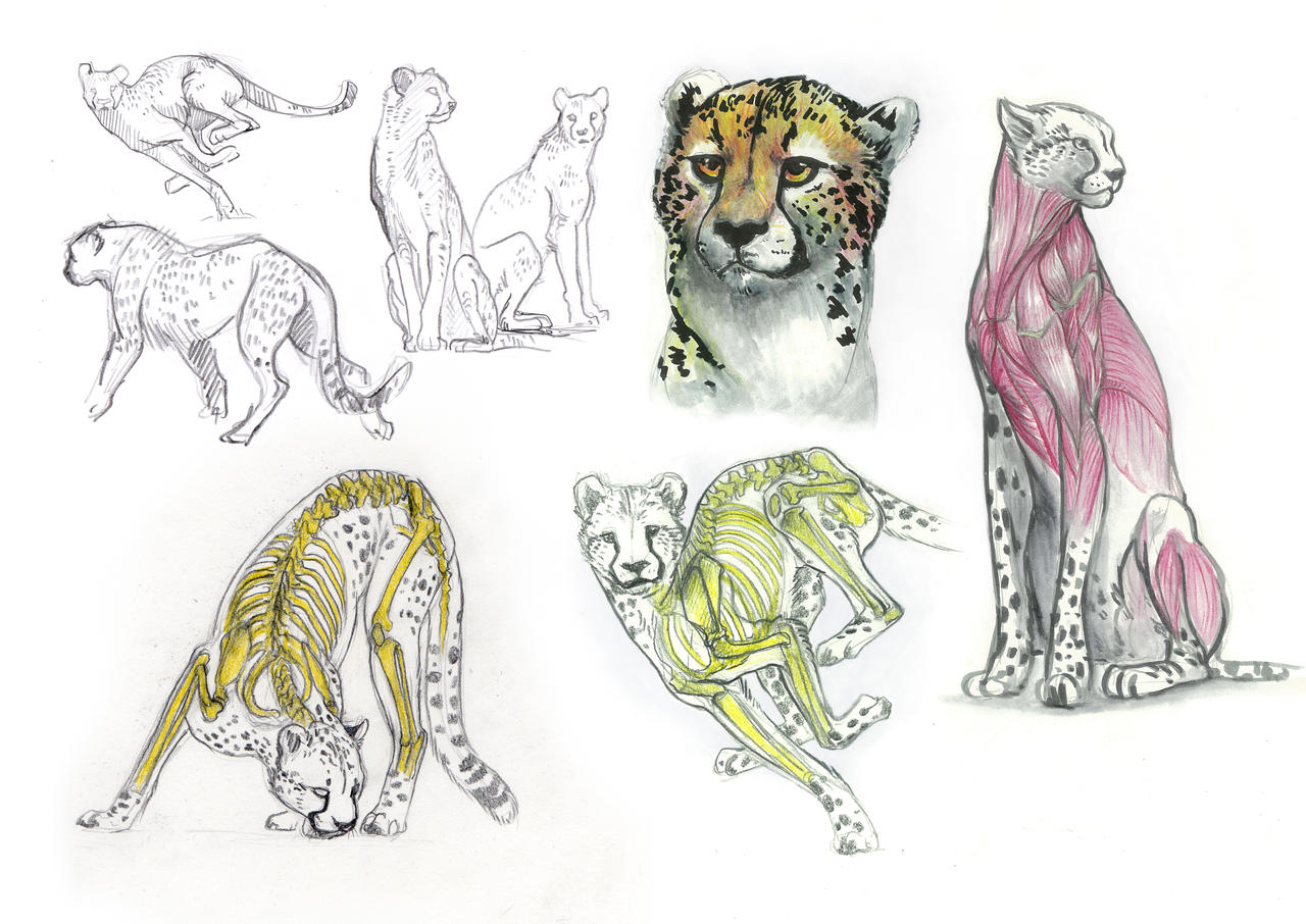 Cheetah Anatomy By Citron bleu On DeviantArt cheetah-anatomy-by-citron-bleu-on-deviantart