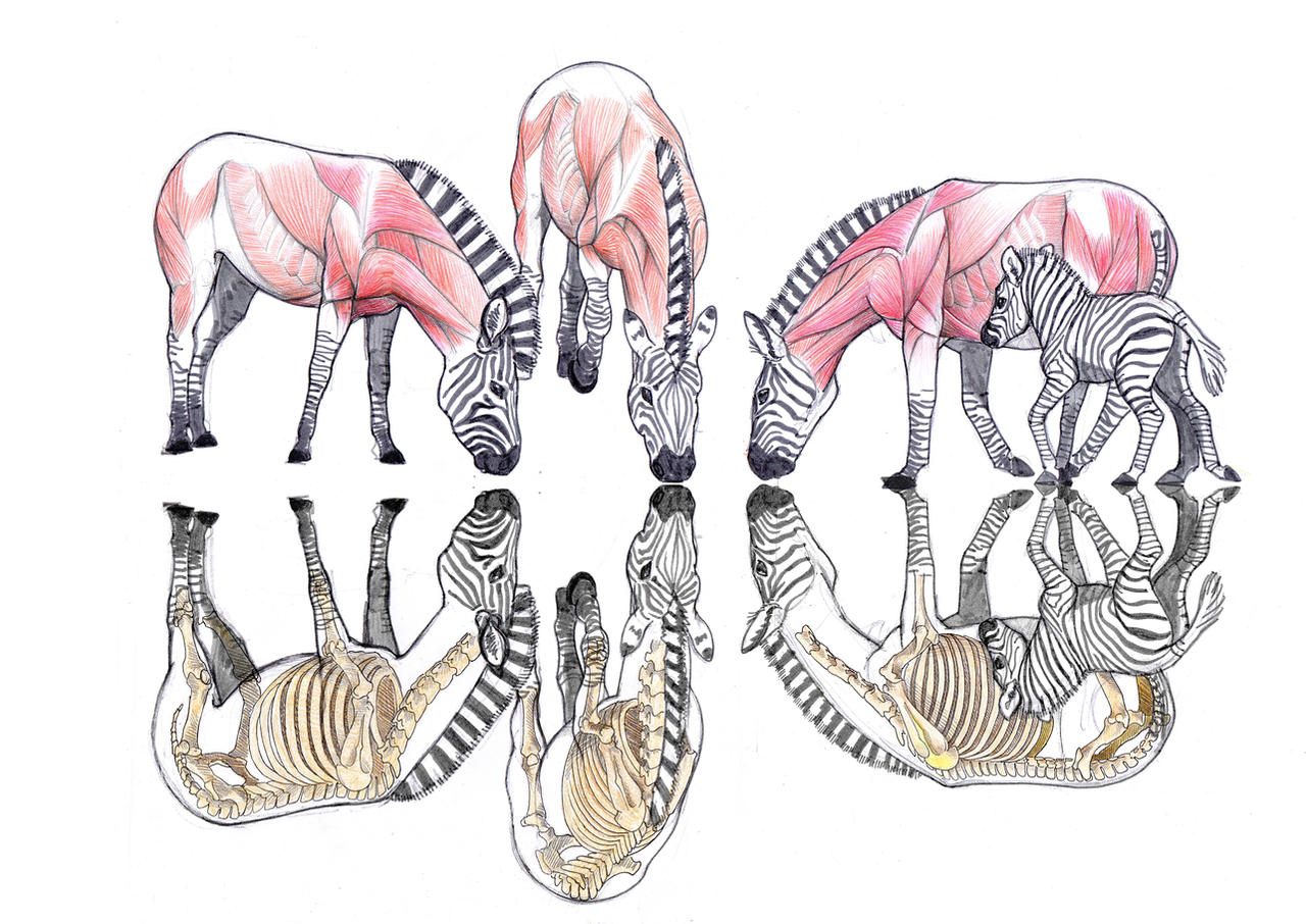 zebra anatomy