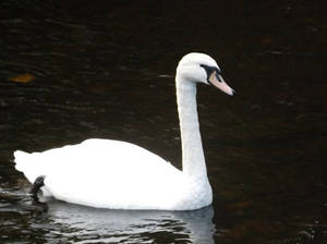 Swan