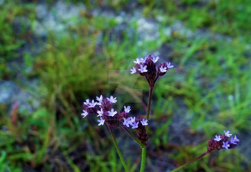 Purple Star Flowers