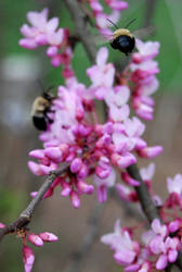 Bees and Buds