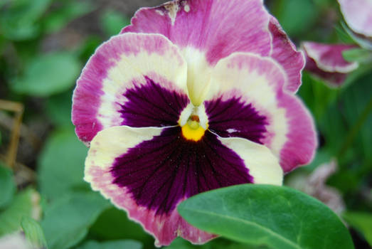 Pink Pansy