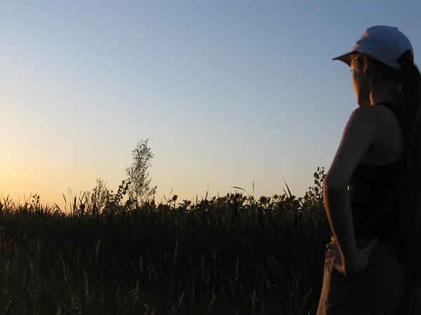 Dusk in a sunflower field