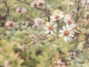 Morning Blooms