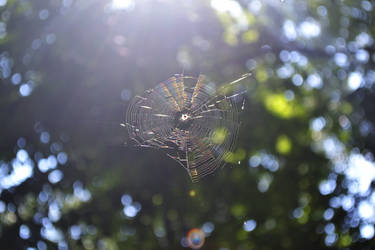 Incy Wincy spider climbing up the spout