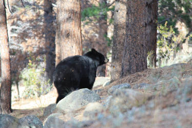 Black Bear