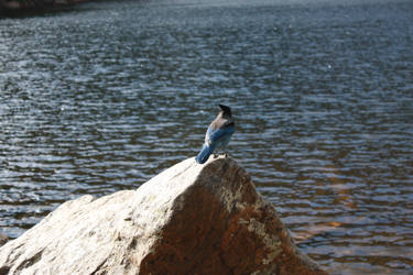 Blue Stellar Jay