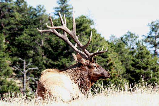 Relaxing Bull Elk