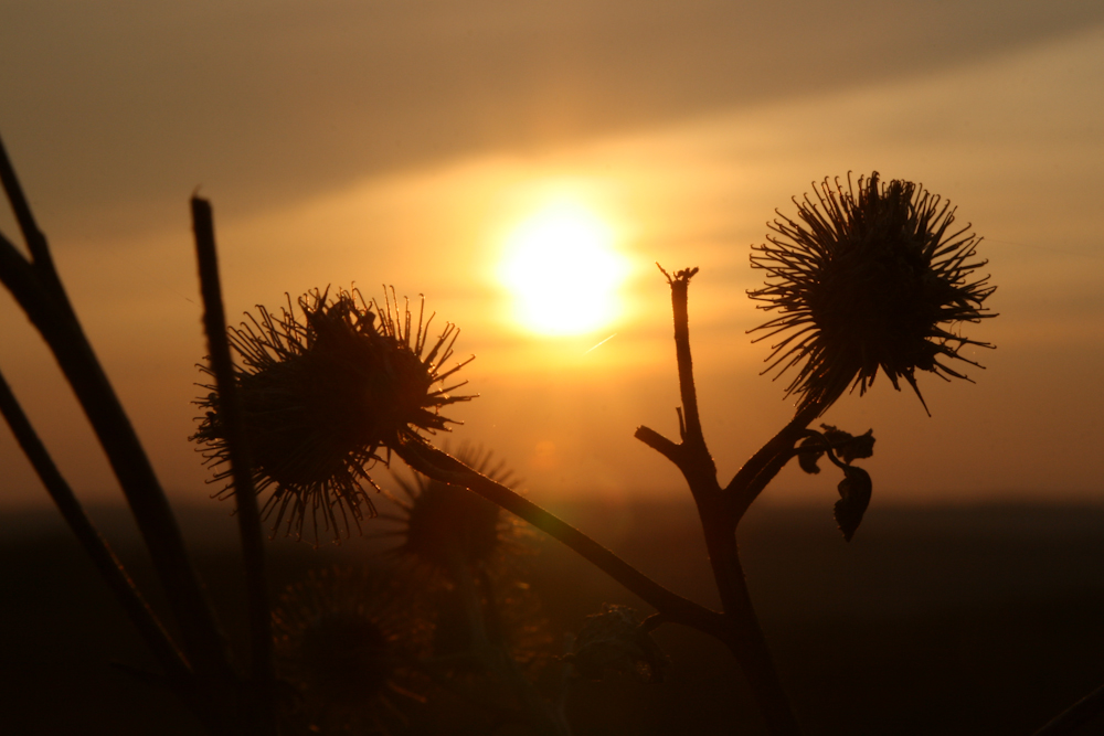 Bur At The Sunset.