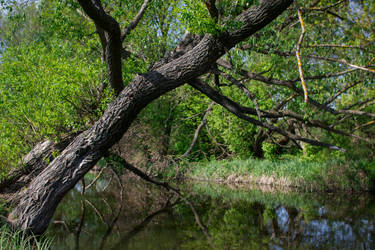 tree on by water