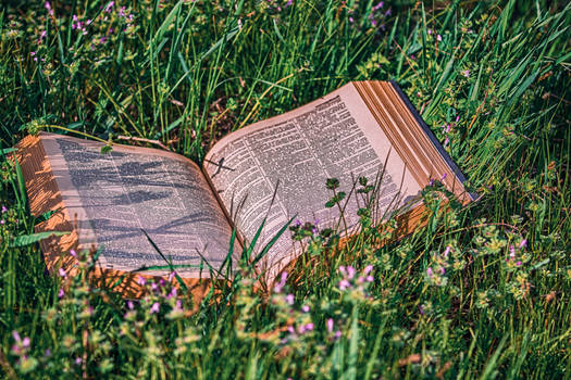 a book is in a grass