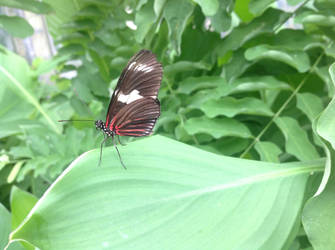 Tropical Butterfly