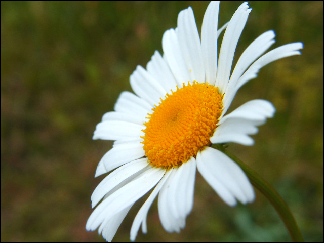 Camomile