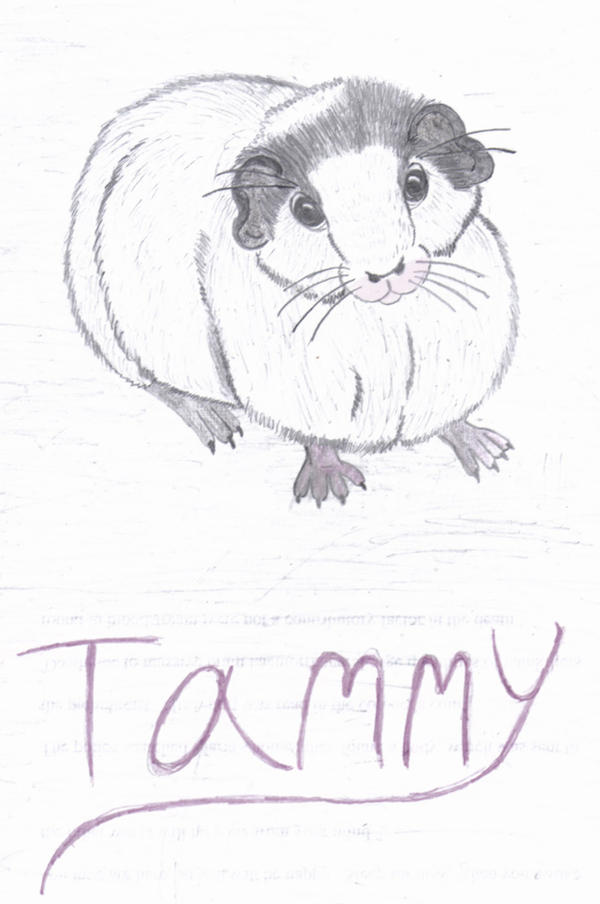 Tammy The Guinea