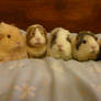 Five Guinea pigs on a bed