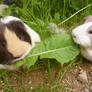 Dolly and Peppa sharing a dandelion