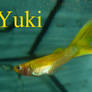 Yuki the guppy