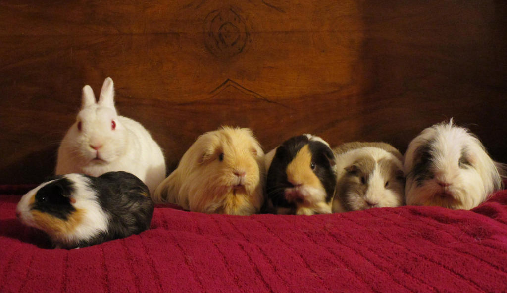 1 Bunny and 5 Piggies