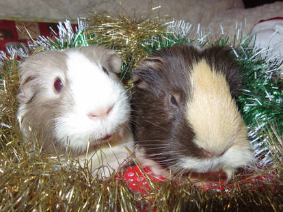 Peppa and Dolly Xmas photo