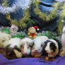 Five Christmassy piggies and a bunny