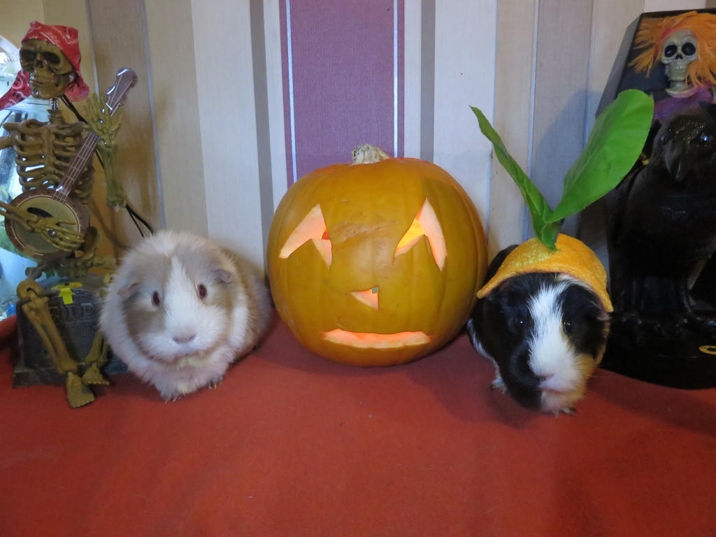 Pumpkin Pigs II