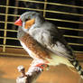 Zebb the Zebra Finch