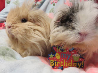 Birthday Piggies