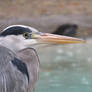 Heron Close up