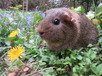 Mabel the agouti guinea pig