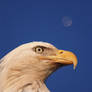 Eagle and the Moon