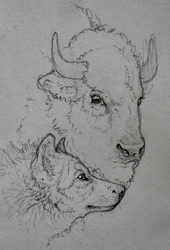 wolf and bison