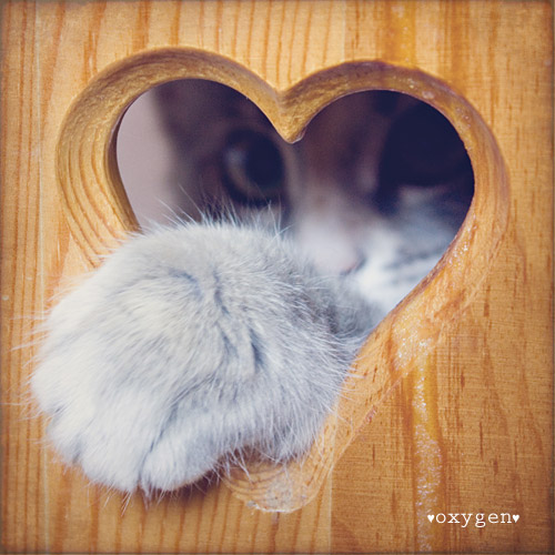 cat in heart