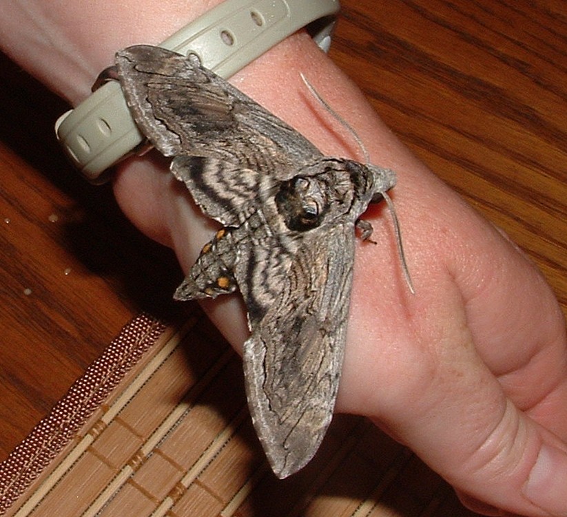 Hummingbird Moth